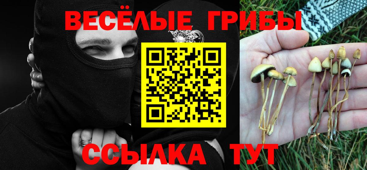 Галлюциногенные грибы Psilocybe Зеленогорск